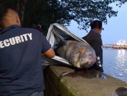 Hewan Endemik Langka Kaltim, Ditemukan Mati di Sungai Mahakam