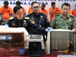 10 WNA Tergiur Upah Rp 2 Juta, Nekat Selundupkan 56 Satwa Langka dari Indonesia ke India