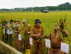 Wawali Rusmadi Sampaikan Pesan Bung Karno saat Pimpin Panen Raya Padi di Sambutan