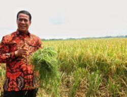 Indonesia Punya Cadangan Beras Terbesar dalam Sejarah, Kini Capai 4 Juta Ton