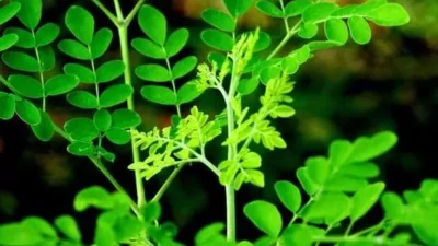 Beragam Manfaat Daun Kelor Bagi Tubuh