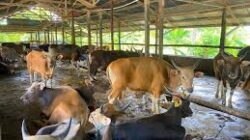 Jelang Iduladha, Pemprov Kaltim Imbau Masyarakat Teliti Memilih Hewan Kurban