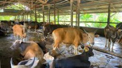 Jelang Iduladha, Pemprov Kaltim Imbau Masyarakat Teliti Memilih Hewan Kurban