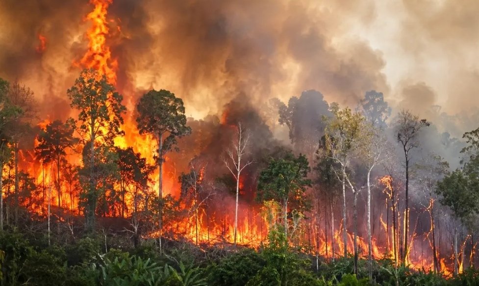 Kebakaran hutan dan lahan (karhutla) di Kalimantan Timur (Kaltim)